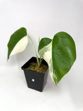 Load image into Gallery viewer, Monstera Deliciosa Albo Variegated E