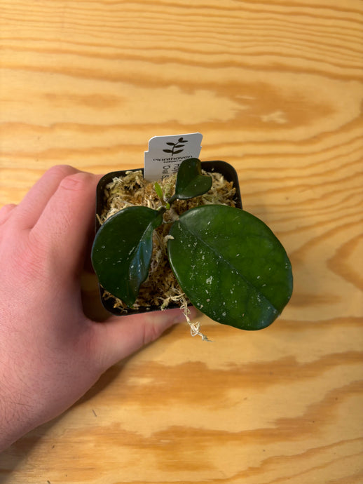 235. Hoya Carnosa Oval Splash
