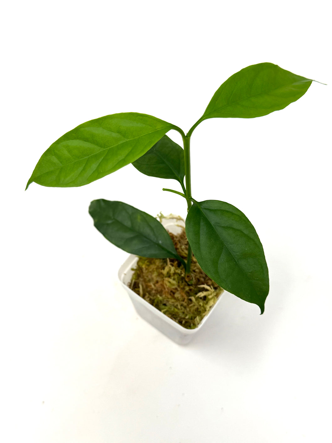 Hoya Decipulae