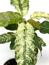 Load image into Gallery viewer, Ficus Aspera Variegated