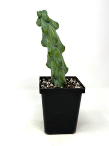 Myrtillocactus Geometrizans Fukurokuryuzinboku 'Boobie Cactus' - Ships within Canada only