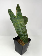 Load image into Gallery viewer, Philodendron Billietiae Variegated B