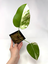 Load image into Gallery viewer, Monstera Deliciosa Albo Variegated D