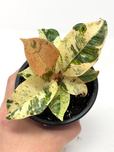 Ficus Shivereana Moonshine (Ships within Canada only)