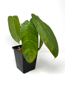 Philodendron Sharoniae