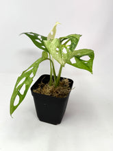 Load image into Gallery viewer, Monstera Adansonii Variegated E