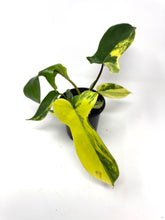 Load image into Gallery viewer, Philodendron Florida Beauty