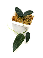 Load image into Gallery viewer, Hoya Thomsonii Splash