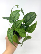 Load image into Gallery viewer, Monstera Siltepecana