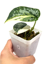 Load image into Gallery viewer, Scindapsus Mayari Variegated E