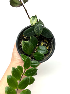 Aeschynanthus Lobbianus (Lipstick Plant) Variegated