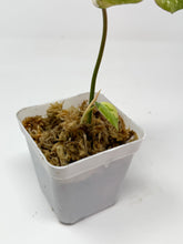 Load image into Gallery viewer, Philodendron Gloriosum Variegated C