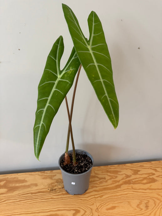 22. Alocasia Longiloba (large plant)