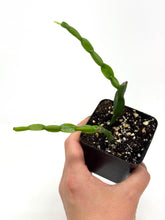 Load image into Gallery viewer, Rhipsalis Paradoxa (Ships within Canada only)