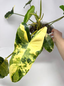 Philodendron Burle Marx Variegated (large)