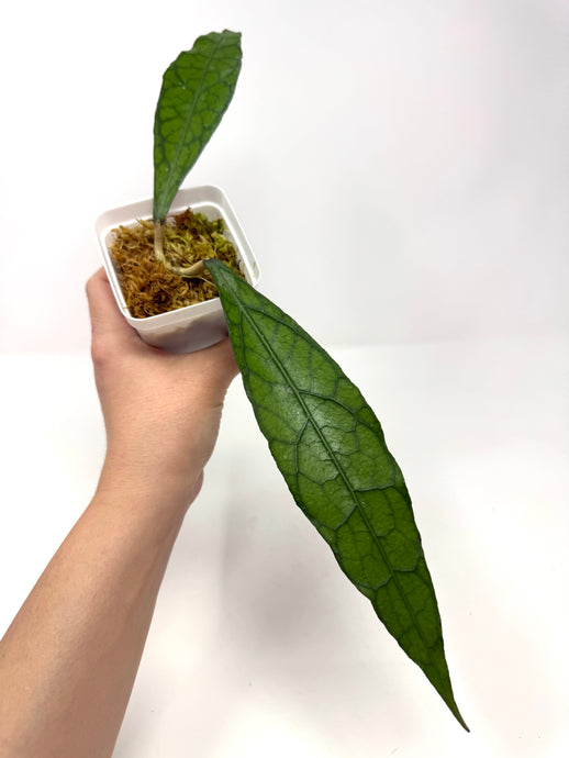 Hoya Clemensiorum