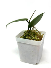 Load image into Gallery viewer, Hoya Verticillata Heart Leaf Silver