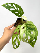 Load image into Gallery viewer, Monstera Adansonii Variegated E