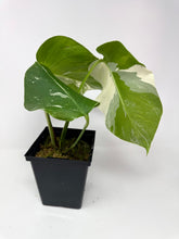 Load image into Gallery viewer, Monstera Deliciosa Albo Variegated B