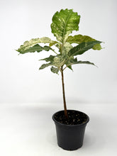 Load image into Gallery viewer, Ficus Aspera Variegated