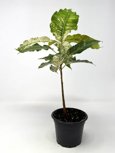 Ficus Aspera Variegated