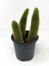 Load image into Gallery viewer, Cleistocactus Winteri “Golden Rat Tail” - Ships within Canada only small size