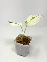 Load image into Gallery viewer, Monstera Deliciosa Albo Variegated J