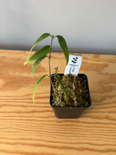 Load image into Gallery viewer, 303. Hoya Leucantha
