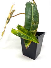 Load image into Gallery viewer, Philodendron Billietiae Variegated B