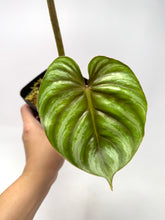 Load image into Gallery viewer, Philodendron Plowmanii