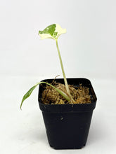 Load image into Gallery viewer, Monstera Deliciosa Albo Variegated F