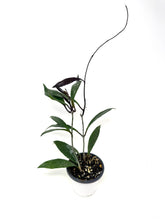 Load image into Gallery viewer, Hoya Pubicalyx