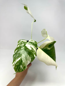 Monstera Deliciosa Albo Variegated E