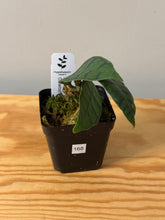 Load image into Gallery viewer, 168. Hoya Callistophylla