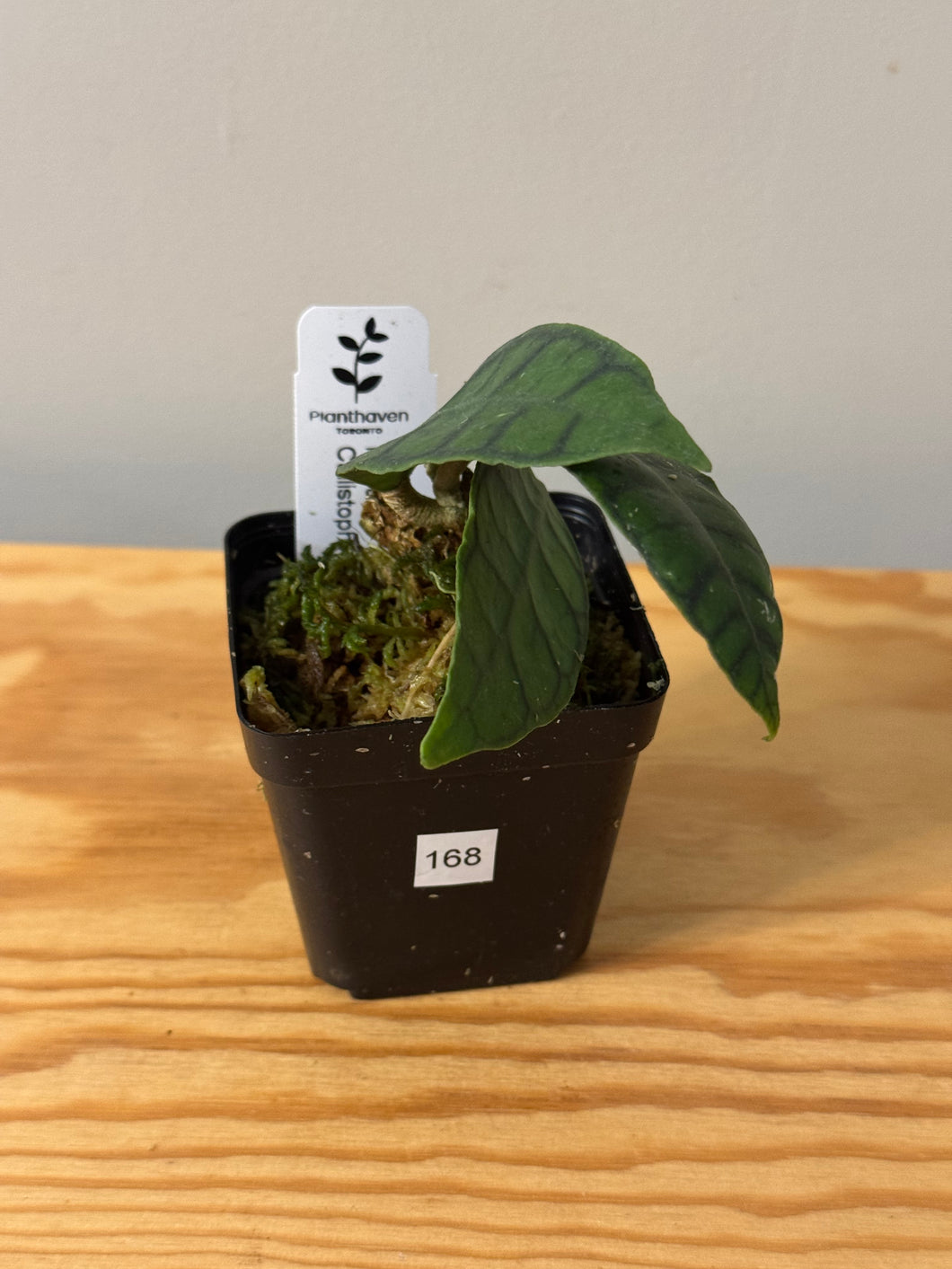 168. Hoya Callistophylla