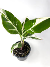 Load image into Gallery viewer, Musa Ae Ae Variegated Banana Tree (Ships within Canada only)