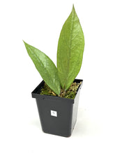 Load image into Gallery viewer, Hoya Germany Silver C