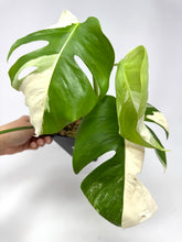 Load image into Gallery viewer, Monstera Deliciosa Albo Variegated B