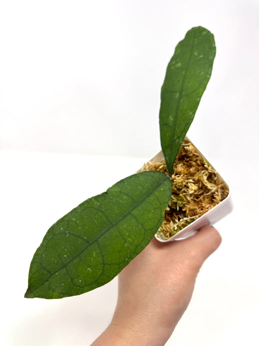 Hoya Lata Iskandar