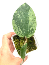 Load image into Gallery viewer, Hoya Glabra Silver B