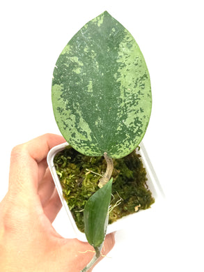 Hoya Glabra Silver B