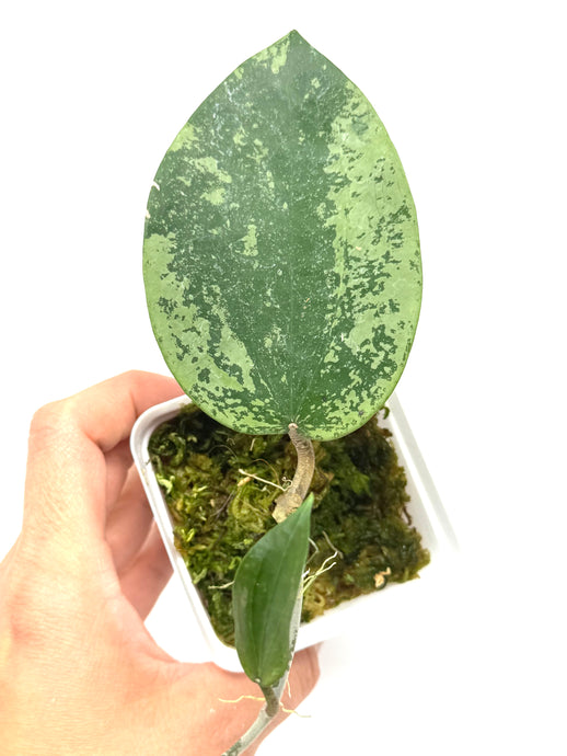 Hoya Glabra Silver B