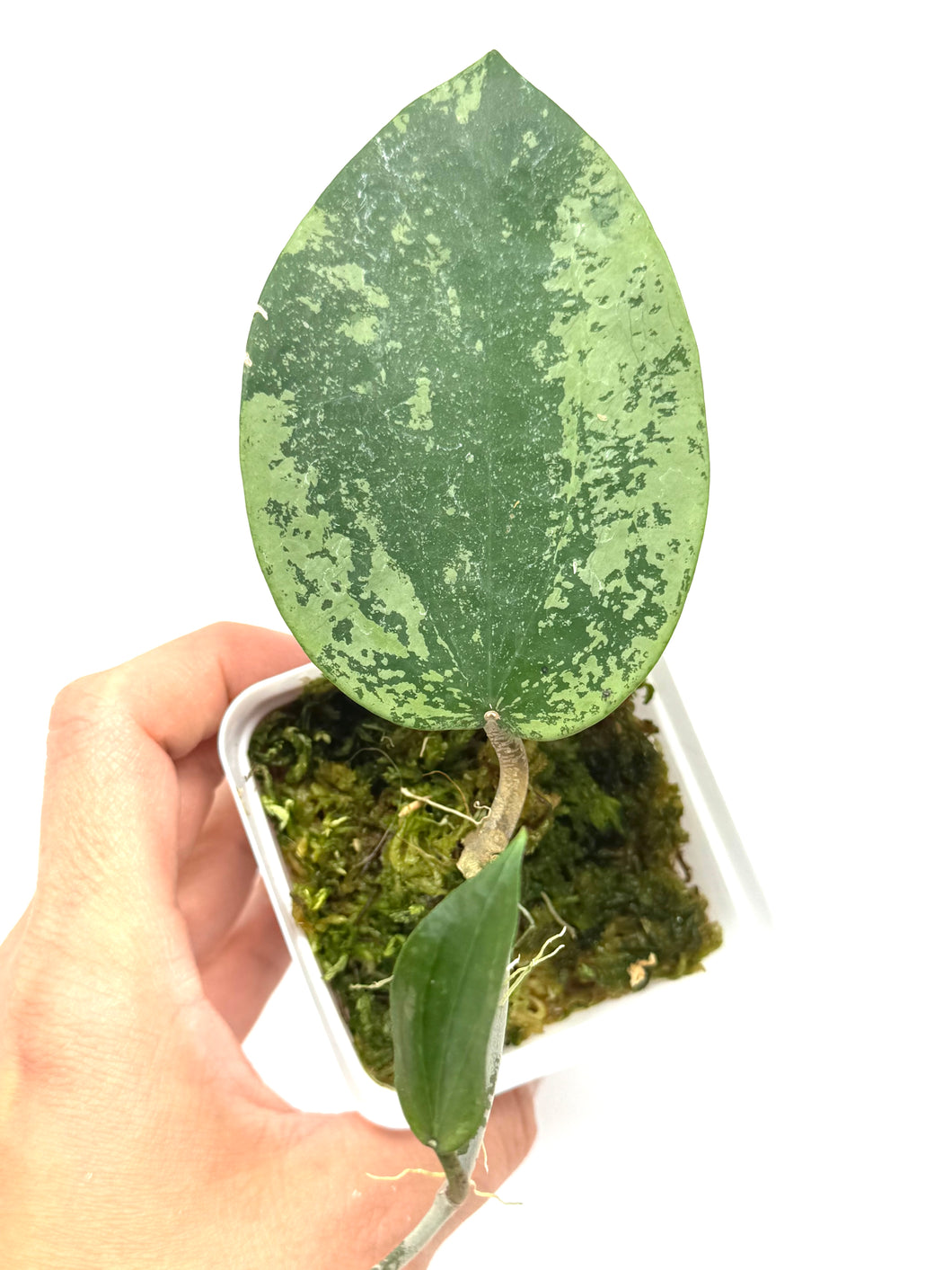 Hoya Glabra Silver B