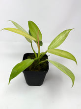 Load image into Gallery viewer, Philodendron Whipple Way C