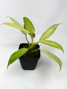 Philodendron Whipple Way C