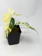 Load image into Gallery viewer, Monstera Adansonii Albo Variegated D
