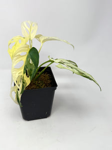 Monstera Adansonii Albo Variegated D