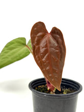 Load image into Gallery viewer, Anthurium Luxurians Dark Form Hybrid