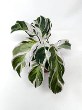 Load image into Gallery viewer, Calathea White Fusion
