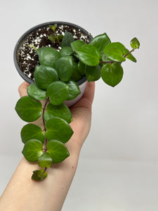 Aeschynanthus Radicans Thai Pink